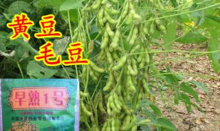 黄豆和毛豆是不是一种东西